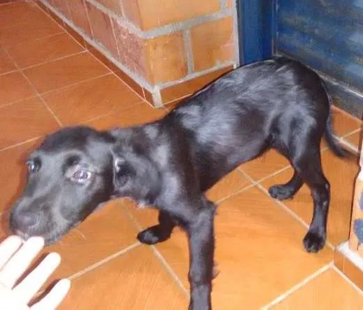 Cachorro ra a Indefinido idade 2 a 6 meses nome Toto