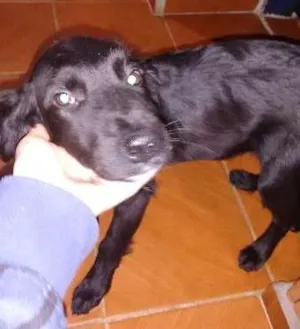 Cachorro raça Indefinido idade 2 a 6 meses nome Toto