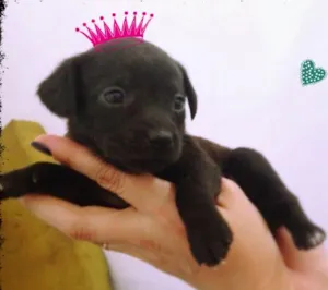 Cachorro raça vira lata idade Abaixo de 2 meses nome Pérola