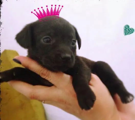 Cachorro ra a vira lata idade Abaixo de 2 meses nome Pérola