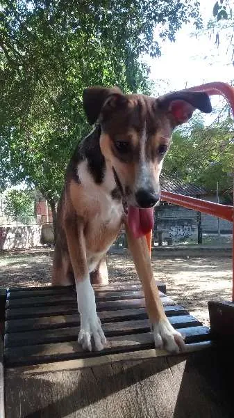 Cachorro raça vira-lata idade 7 a 11 meses nome Tom
