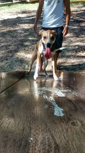 Cachorro raça vira-lata idade 7 a 11 meses nome Tom