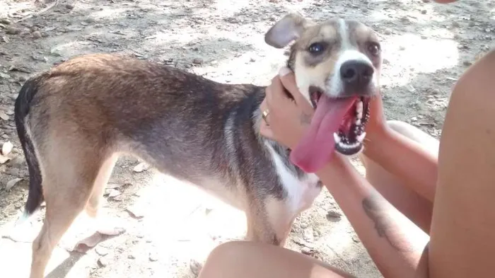 Cachorro raça vira-lata idade 7 a 11 meses nome Tom