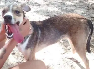 Cachorro raça vira-lata idade 7 a 11 meses nome Tom