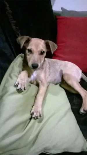 Cachorro raça SRD idade 2 a 6 meses nome Luna