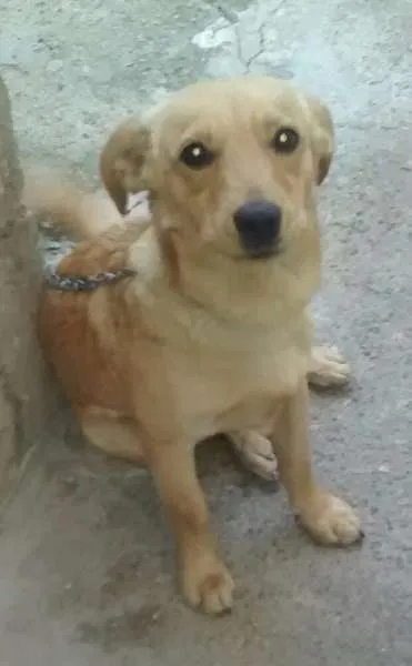 Cachorro ra a SRD idade 7 a 11 meses nome Steve
