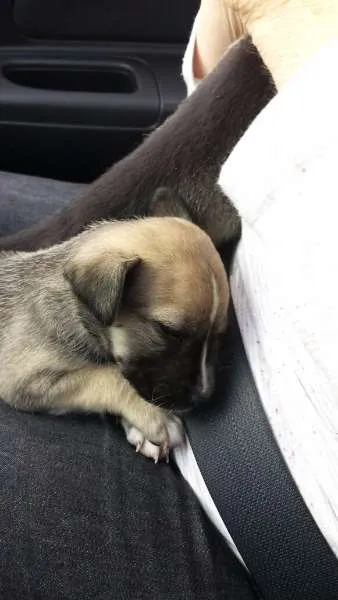 Cachorro ra a vira-latas idade 2 a 6 meses nome Flora e Nina