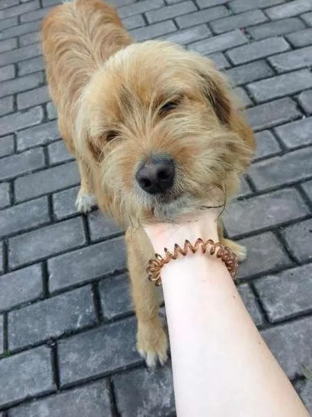 Cachorro ra a Sem raça idade 1 ano nome Sem nome
