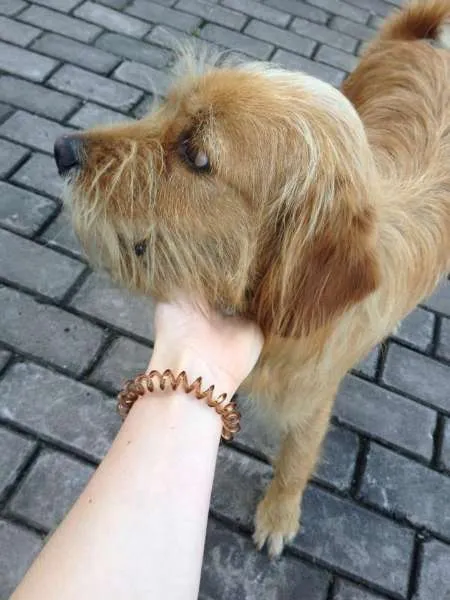 Cachorro ra a Sem raça idade 1 ano nome Sem nome