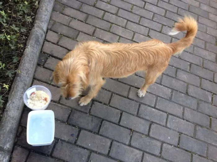 Cachorro ra a Sem raça idade 1 ano nome Sem nome