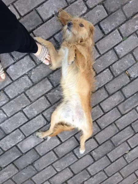 Cachorro ra a Sem raça idade 1 ano nome Sem nome