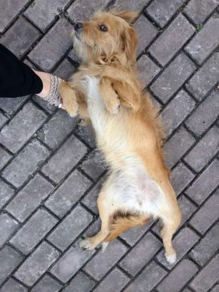 Cachorro ra a Sem raça idade 1 ano nome Sem nome