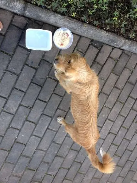 Cachorro ra a Sem raça idade 1 ano nome Sem nome