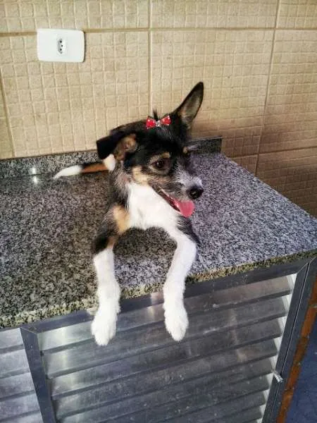 Cachorro ra a Vira-lata idade 3 anos nome Lunna