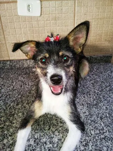 Cachorro ra a Vira-lata idade 3 anos nome Lunna