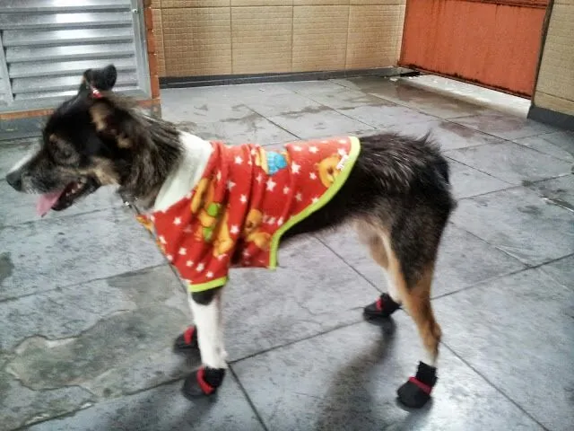 Cachorro ra a Vira-lata idade 3 anos nome Lunna