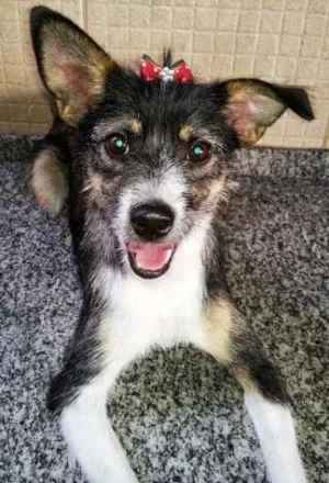 Cachorro raça Vira-lata idade 3 anos nome Lunna