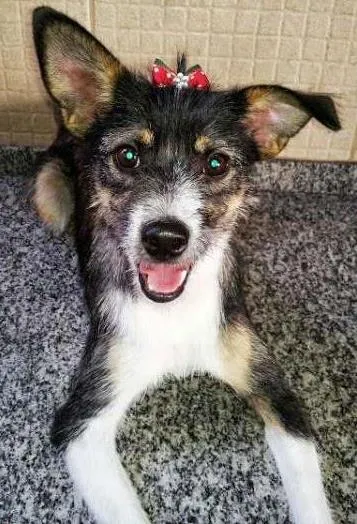 Cachorro ra a Vira-lata idade 3 anos nome Lunna