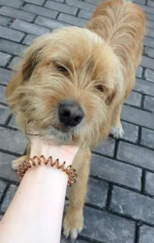 Cachorro raça Sem raça idade 1 ano nome Sem nome