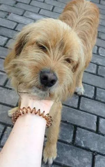 Cachorro ra a Sem raça idade 1 ano nome Sem nome