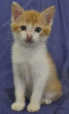 Gato raça SRD idade Abaixo de 2 meses nome Rony