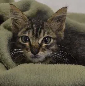 Gato raça SRD idade 2 a 6 meses nome Julinho