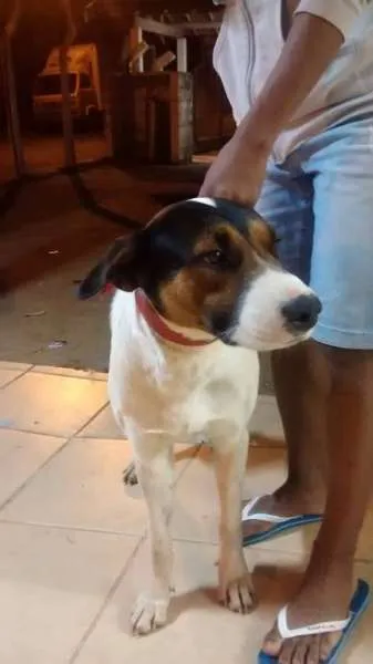 Cachorro ra a SRD idade 2 anos nome Lord