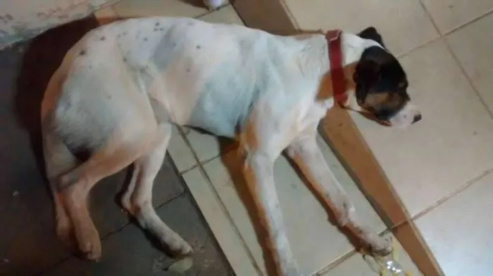 Cachorro ra a SRD idade 2 anos nome Lord