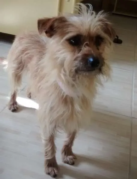 Cachorro ra a indefinida idade 3 anos nome Meg