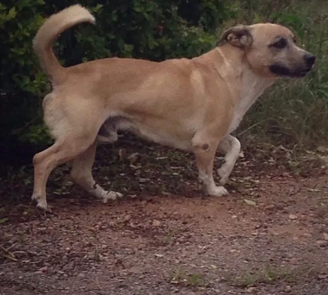 Cachorro ra a mistura fila com bace idade 6 ou mais anos nome Thor