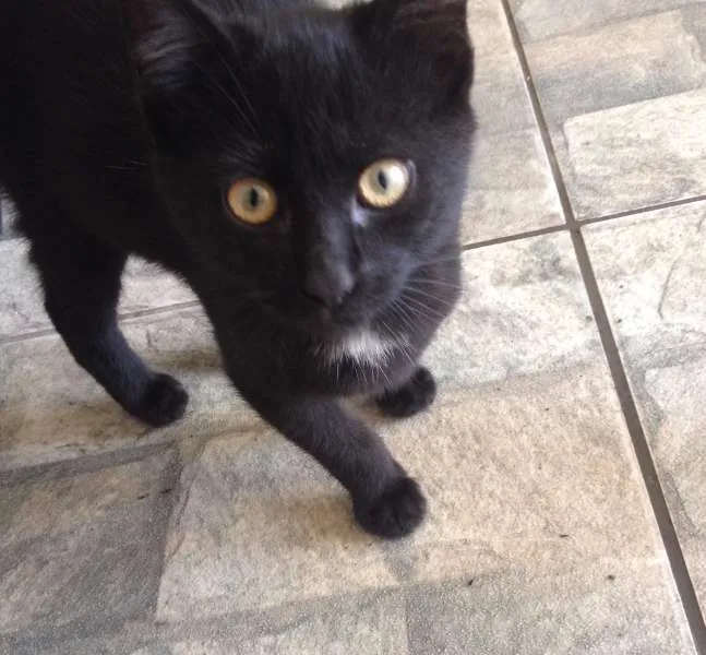 Gato ra a  idade 2 a 6 meses nome Malu