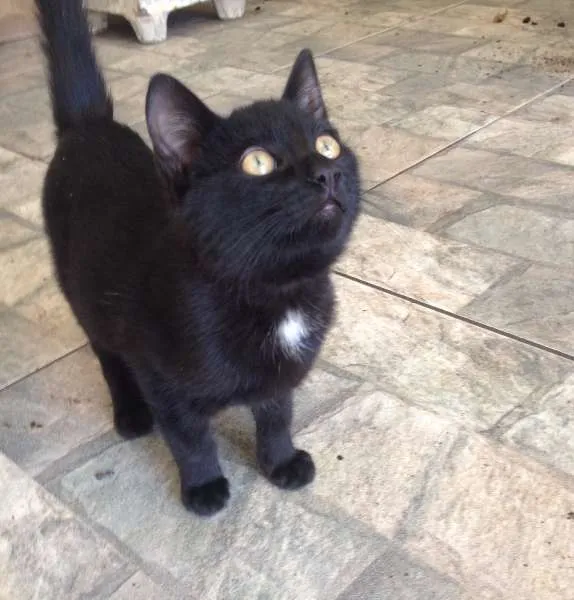 Gato ra a  idade 2 a 6 meses nome Malu