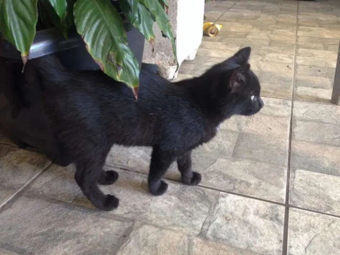 Gato ra a  idade 2 a 6 meses nome Malu
