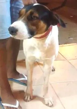 Cachorro ra a SRD idade 2 anos nome Lord