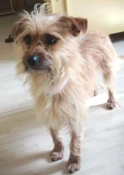 Cachorro ra a indefinida idade 3 anos nome Meg