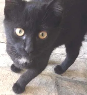 Gato raça  idade 2 a 6 meses nome Malu