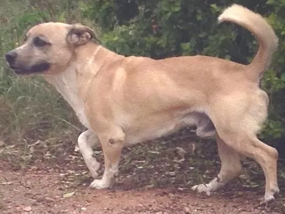 Cachorro ra a mistura fila com bace idade 6 ou mais anos nome Thor