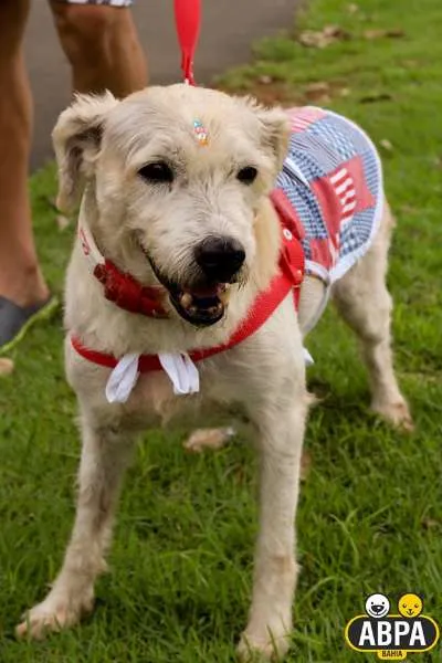 Cachorro raça SRD idade 6 ou mais anos nome Filó Tricô