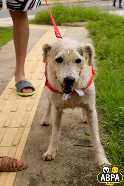 Cachorro raça SRD idade 6 ou mais anos nome Filó Tricô