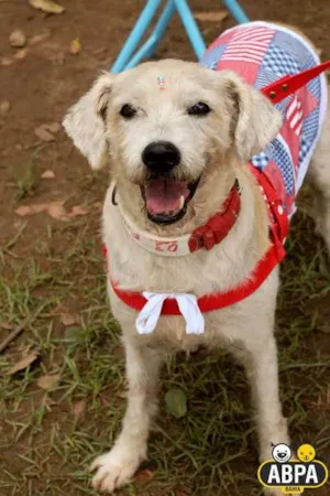 Cachorro raça SRD idade 6 ou mais anos nome Filó Tricô