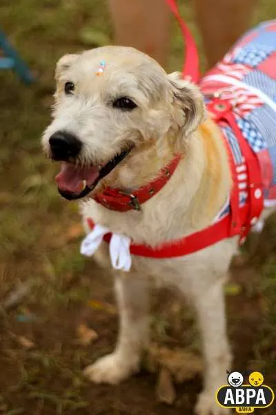 Cachorro raça SRD idade 6 ou mais anos nome Filó Tricô