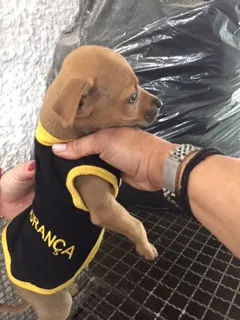 Cachorro ra a SRD idade 2 a 6 meses nome Bebes