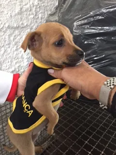 Cachorro ra a SRD idade 2 a 6 meses nome Bebes