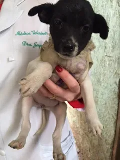 Cachorro ra a SRD idade 2 a 6 meses nome Bebes