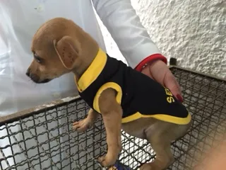 Cachorro ra a SRD idade 2 a 6 meses nome Bebes