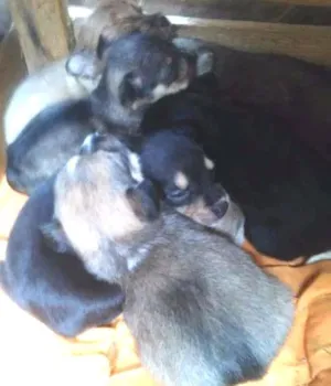 Cachorro raça show show com viralata. idade Abaixo de 2 meses nome ainda não tem
