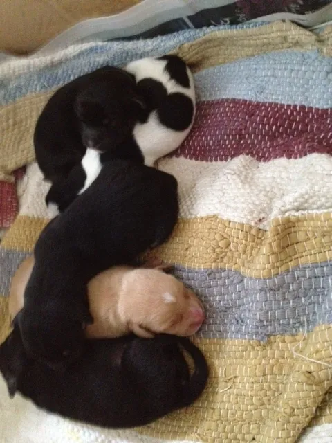 Cachorro ra a SRD idade Abaixo de 2 meses nome Princesa