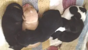 Cachorro raça SRD idade Abaixo de 2 meses nome Princesa