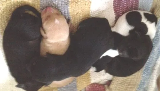 Cachorro ra a SRD idade Abaixo de 2 meses nome Princesa