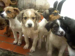 Cachorro raça Vira Lata idade 2 a 6 meses nome Sansão